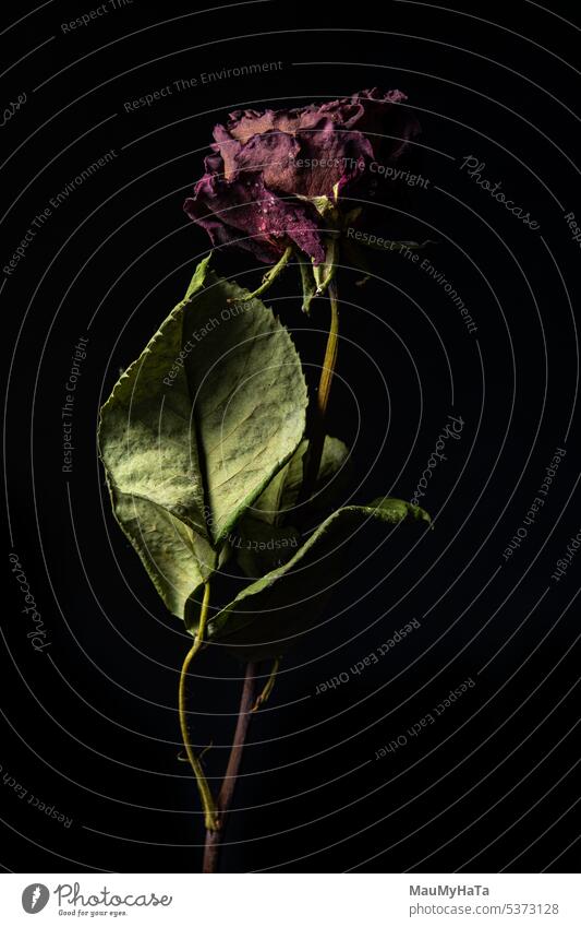 Dry rose on a black background Colour photo Plant Nature Wild plant Detail Close-up Macro (Extreme close-up) Foliage plant Natural Summer Leaf Red Green Rose