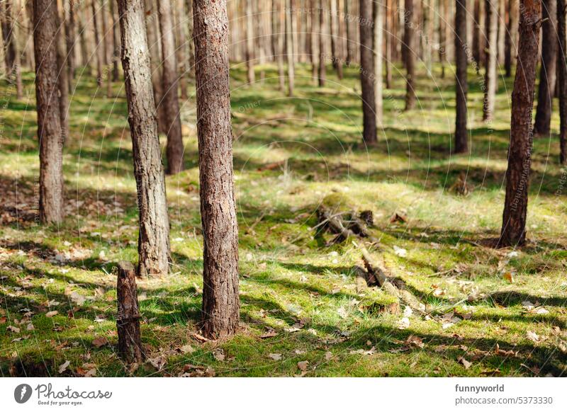 Spruce logs on a moss covered forest floor Spruce trunks Forest Nature tree trunks Moss Woodground moss-covered Spruce forest Green carpet moss landscape