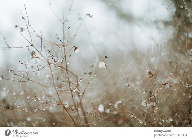 Delicate branch wetted by raindrops Twig Winter Moistened Bleak Water Nature Plant Drop moisture freshness Macro (Extreme close-up) Close-up view dew drops