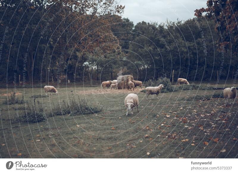 A small flock of sheep grazing in a way in front of trees Sheep Herd Willow tree animals Farm animal Country life Grazing sheep Nature Landscape animal world