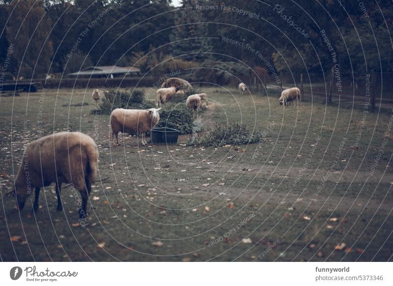 Flock of sheep on a meadow in front of a forest Sheep Meadow Forest Nature Landscape Herd Pastureland Farm Country life animals Farm animal Grass Livestock