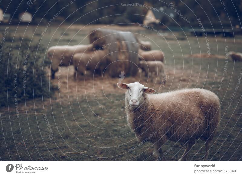 Brown sheep looking at camera Sheep animals Farm Farm animal Willow tree eye contact inquisitorial Hay Hay bale To feed Country life Pastureland Herd