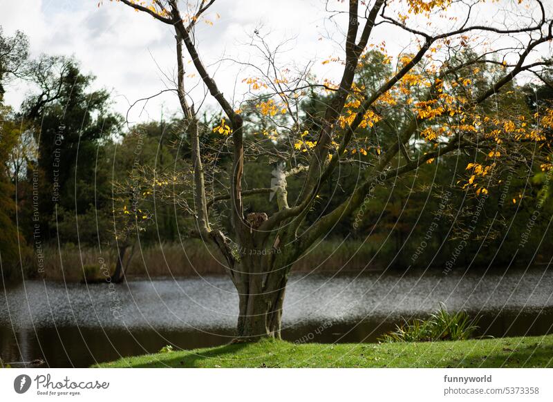 Bare tree in front of a body of water Bleak Tree yellow leaves Body of water Autumn Seasons atmospheric Minimalistic Nature Landscape Water Autumn leaves