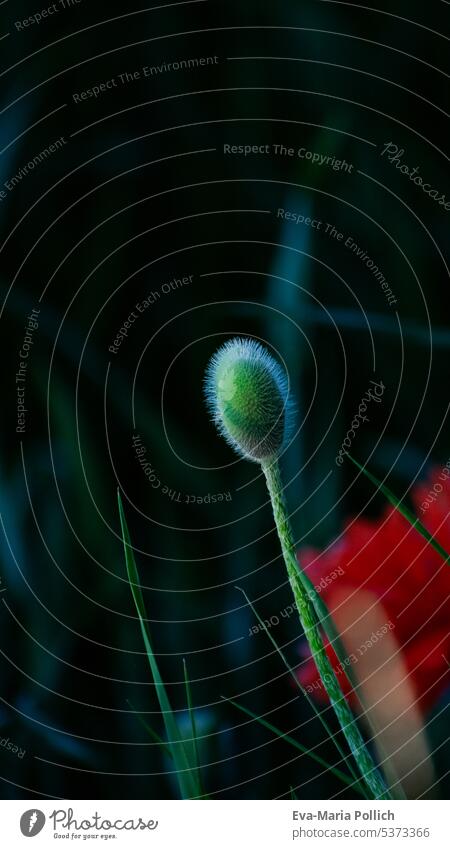 single bud of poppy flower detailed with dark neutral background Bud herald of spring Delicate Blossoming Corn poppy Bouquet Flower Poppy Red Spring