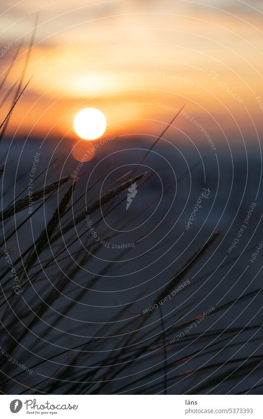 Sunset by the sea Beach marram grass Ocean coast Vacation & Travel duene Landscape Marram grass Baltic Sea Baltic coast Usedom