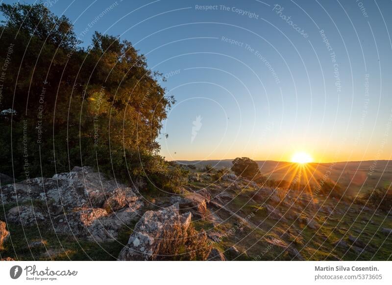 Sunset on sunny day in the countryside of Uruguay. aberdeen aerial agriculture angus animal animals argentina background beef black bovine breed calf calf cow