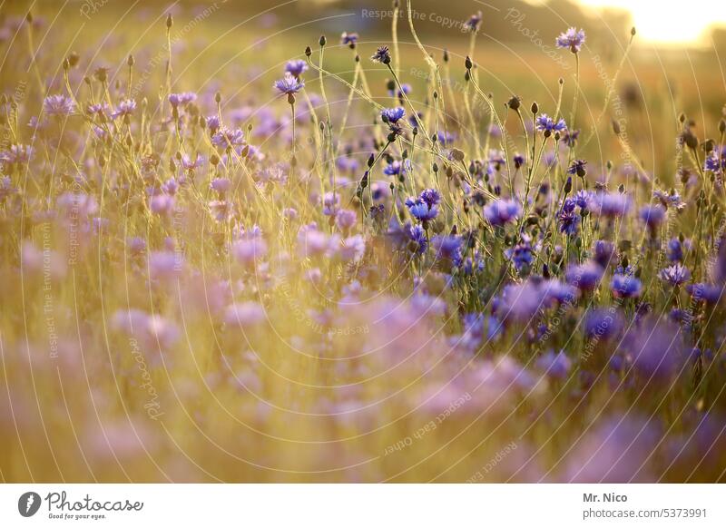 CornFlowersField Landscape cornflower field Environment Blue summer flower Grass Fragrance Fresh fragrant Blossoming Idyll Warmth Flower meadow Nature Plant