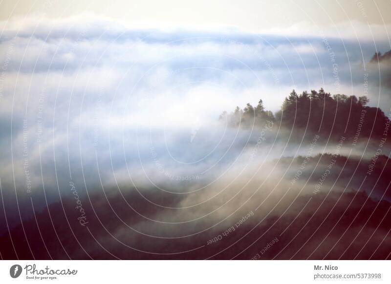 Parallel world | Ghost forest shady world Ghostly Mystic Nature Forest Mysterious Moody Patch of fog Sea of fog Haze overcast Morning fog Covering of fog