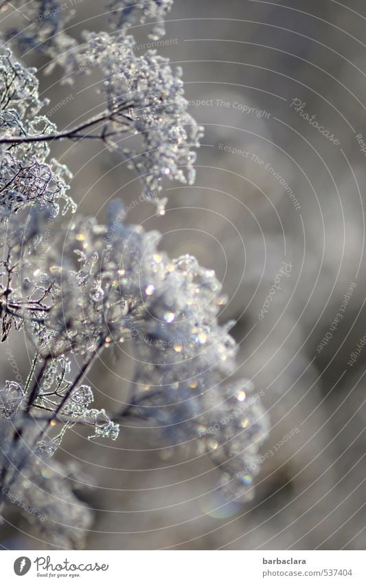 Plant in glitter dress Winter Ice Frost Bushes Glittering Esthetic Bright Cold Silver Moody Joy Nature Senses Environment Change Subdued colour Exterior shot