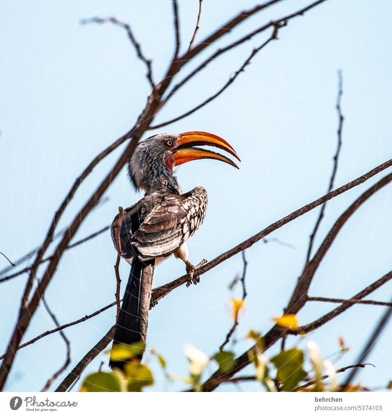 shut the fuck up hornbill yellow-billed hornbill Impressive Hornbills toko Beak Bird etosha national park Etosha Etosha pan Wild animal Fantastic Exceptional