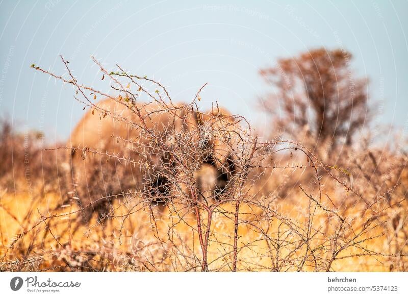 Background disguised covert Bushes Love of animals Animal protection aridity Savannah Grass Impressive especially Sky Landscape Vacation & Travel Nature Freedom