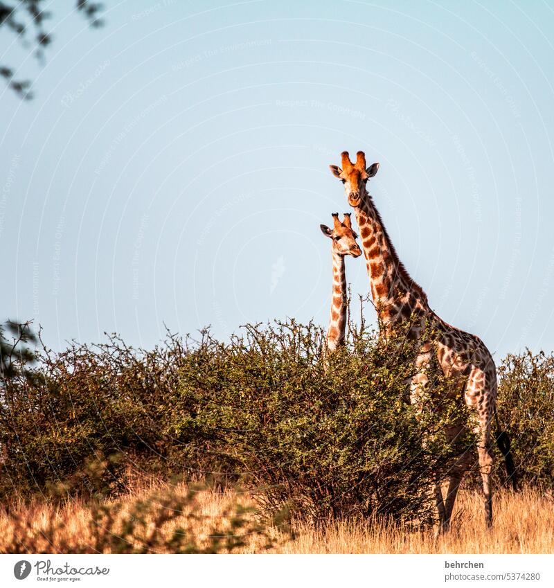 Together you're less alone Animal face Deserted Tourism Trip Animal portrait Wilderness Kalahari desert Animal protection Love of animals Giraffe Wild animal