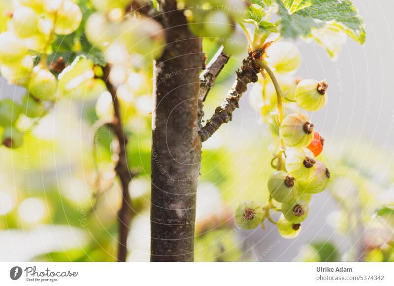 Green unripe fruits of red currant Shallow depth of field blurriness Back-light Sunlight Light Deserted Macro (Extreme close-up) Detail Close-up Exterior shot