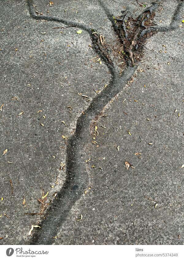 Root system under asphalt Root work tree roots Asphalt Deserted Traffic infrastructure Tree Lanes & trails Colour photo Transport Footpath Life line