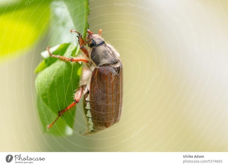 cockchafer May Spring May bug Beetle Nature Insect Close-up Grand piano Feeler Eyes Brown April Legs Animal Exterior shot Leg of a beetle