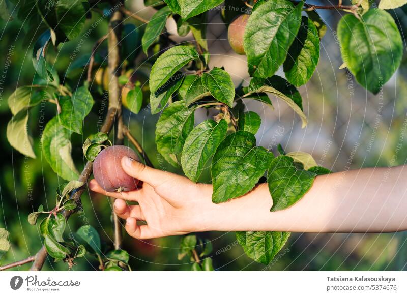 A boy's hand holds a red apple on a branch of an apple tree in the garden childs hand plucks apple branch harvests ripe apples fruit picking orchard