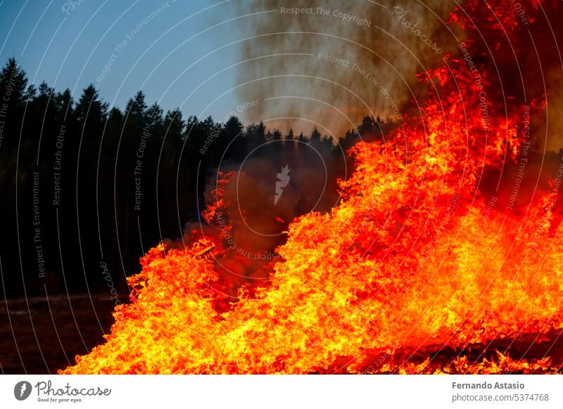 Forest fire. Forest fire in progress. Wildfire. Large flames of forest fire. Forest fire in the afternoon. Grass and trees are burning. Fire and smoke