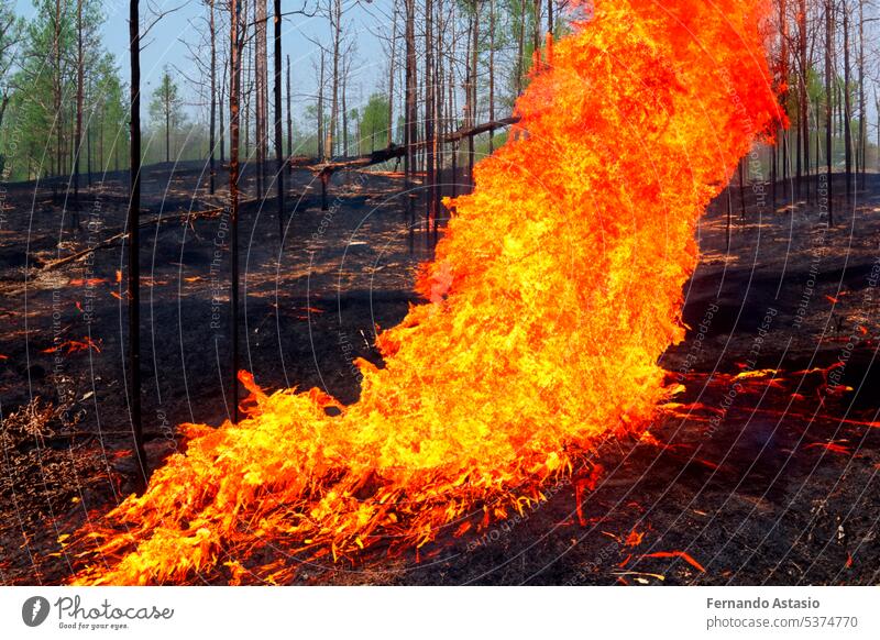 Forest fire. Forest fire in progress. Wildfire. Large flames of forest fire. Forest fire in the afternoon. Grass and trees are burning. Fire and smoke