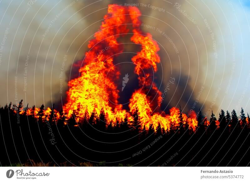 Forest fire. Forest fire in progress. Wildfire. Large flames of forest fire. Forest fire in the afternoon. Grass and trees are burning. Fire and smoke