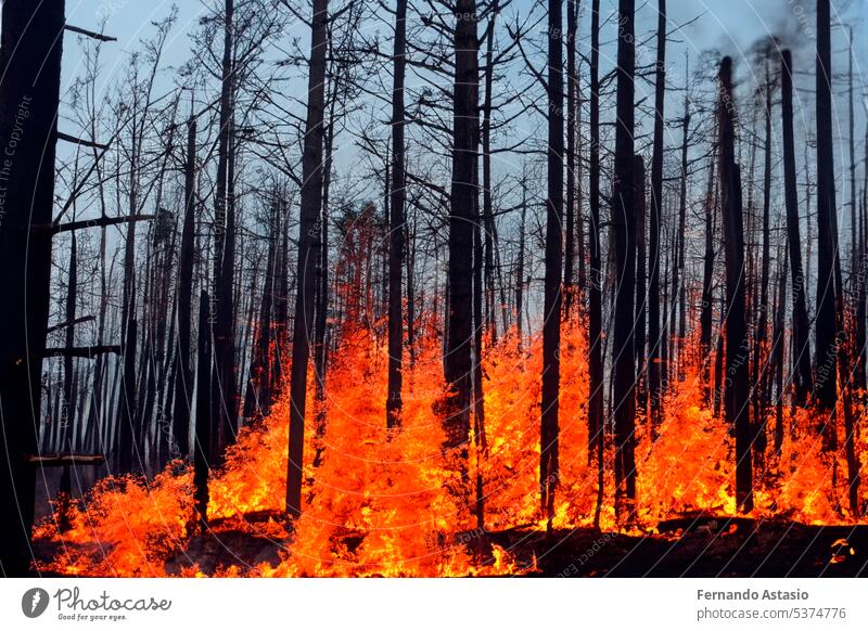 Forest fire. Forest fire in progress. Wildfire. Large flames of forest fire. Forest fire in the afternoon. Grass and trees are burning. Fire and smoke