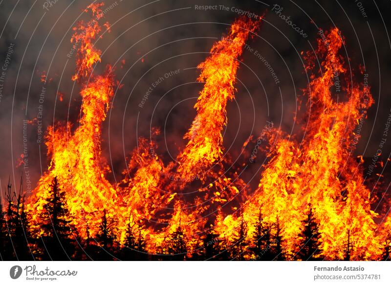 Forest fire. Forest fire in progress. Wildfire. Large flames of forest fire. Forest fire in the afternoon. Grass and trees are burning. Fire and smoke