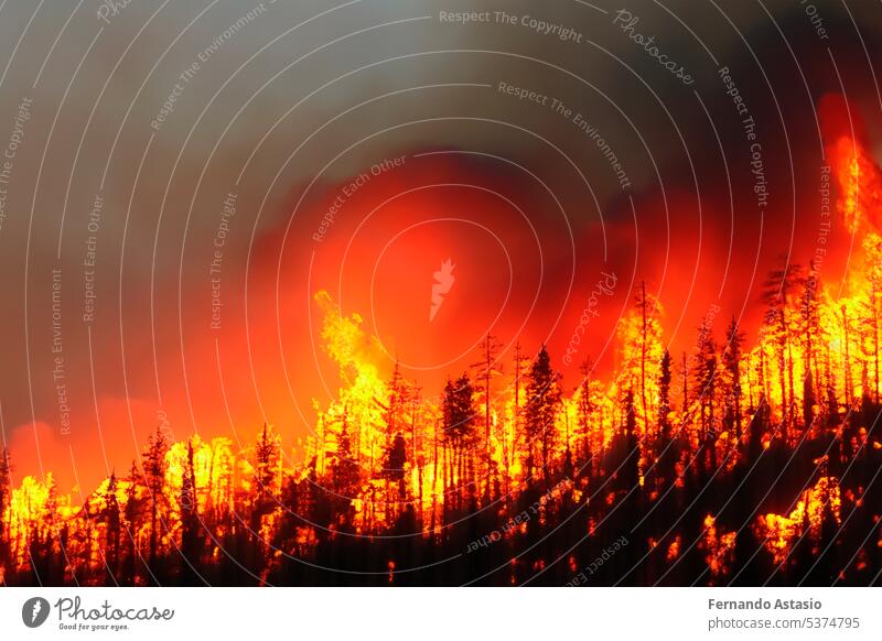 Forest fire. Forest fire in progress. Wildfire. Large flames of forest fire. Forest fire in the afternoon. Grass and trees are burning. Fire and smoke