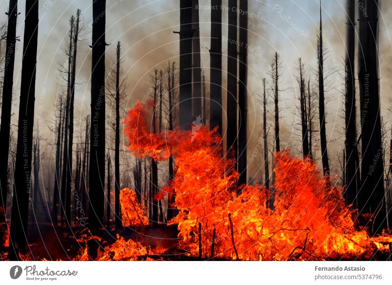 Forest fire. Forest fire in progress. Wildfire. Large flames of forest fire. Forest fire in the afternoon. Grass and trees are burning. Fire and smoke