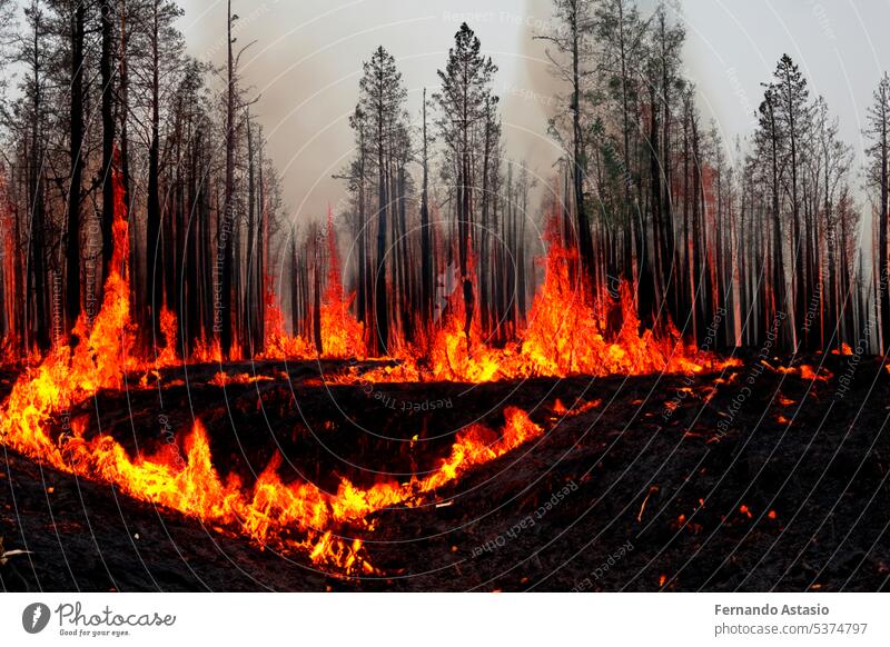 Forest fire. Forest fire in progress. Wildfire. Large flames of forest fire. Forest fire in the afternoon. Grass and trees are burning. Fire and smoke