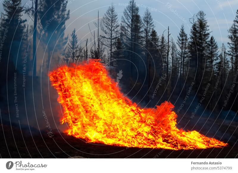 Forest fire. Forest fire in progress. Wildfire. Large flames of forest fire. Forest fire in the afternoon. Grass and trees are burning. Fire and smoke