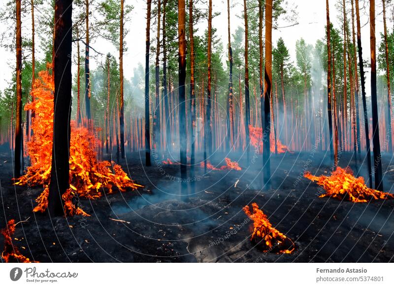 Forest fire. Forest fire in progress. Wildfire. Large flames of forest fire. Forest fire in the afternoon. Grass and trees are burning. Fire and smoke