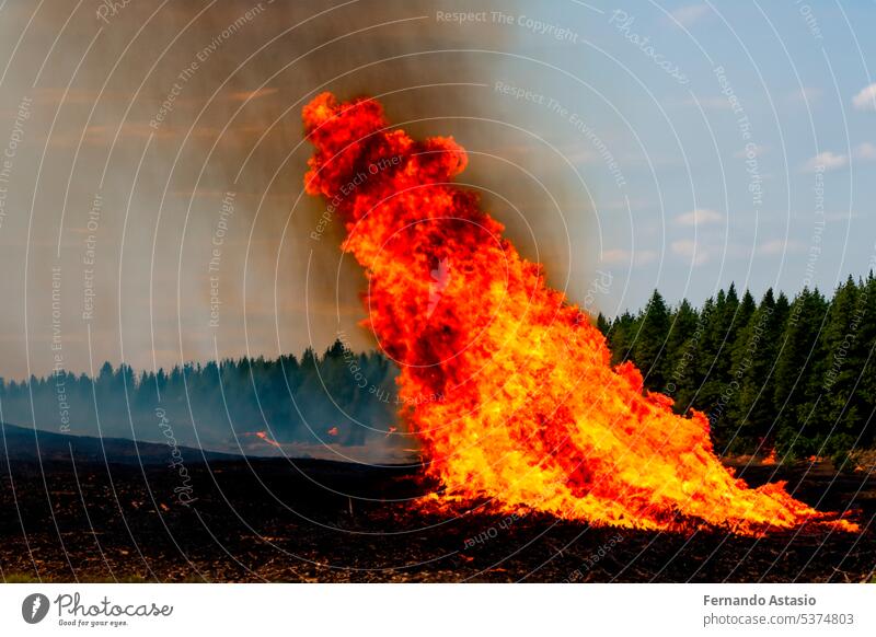 Forest fire. Forest fire in progress. Wildfire. Large flames of forest fire. Forest fire in the afternoon. Grass and trees are burning. Fire and smoke