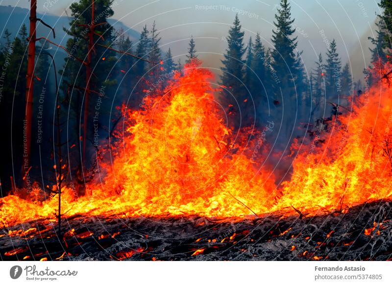 Forest fire. Forest fire in progress. Wildfire. Large flames of forest fire. Forest fire in the afternoon. Grass and trees are burning. Fire and smoke