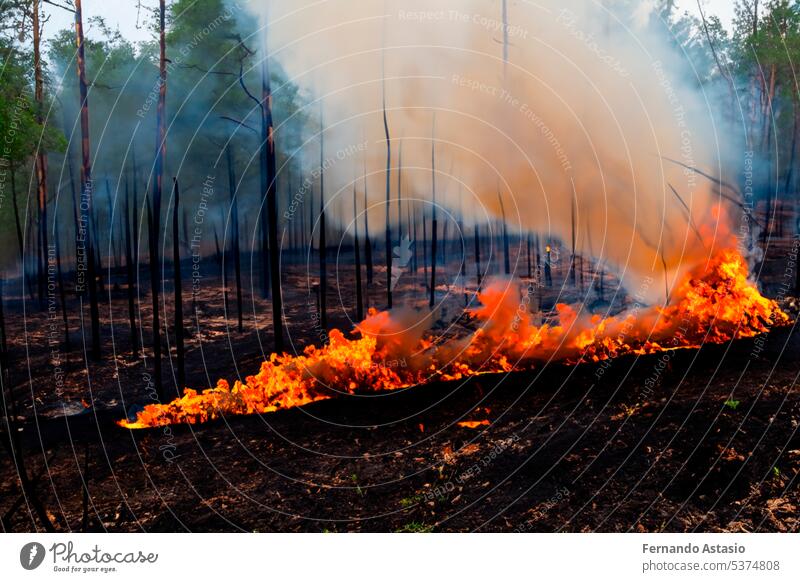 Forest fire. Forest fire in progress. Wildfire. Large flames of forest fire. Forest fire in the afternoon. Grass and trees are burning. Fire and smoke