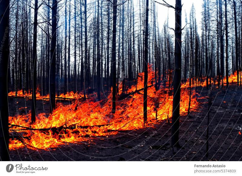 Forest fire. Forest fire in progress. Wildfire. Large flames of forest fire. Forest fire in the afternoon. Grass and trees are burning. Fire and smoke