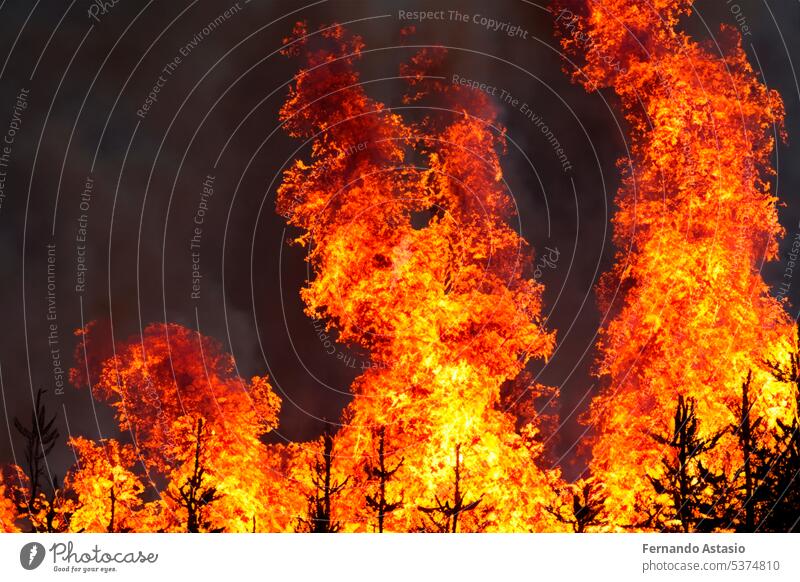 Forest fire. Forest fire in progress. Wildfire. Large flames of forest fire. Forest fire in the afternoon. Grass and trees are burning. Fire and smoke