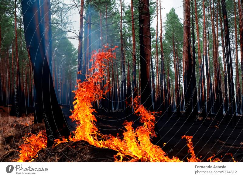 Forest fire. Forest fire in progress. Wildfire. Large flames of forest fire. Forest fire in the afternoon. Grass and trees are burning. Fire and smoke