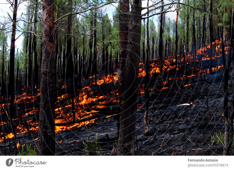 Forest fire. Forest fire in progress. Wildfire. Large flames of forest fire. Forest fire in the afternoon. Grass and trees are burning. Fire and smoke