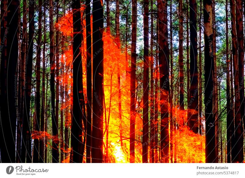 Forest fire. Forest fire in progress. Wildfire. Large flames of forest fire. Forest fire in the afternoon. Grass and trees are burning. Fire and smoke