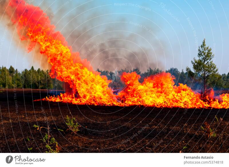 Forest fire. Forest fire in progress. Wildfire. Large flames of forest fire. Forest fire in the afternoon. Grass and trees are burning. Fire and smoke