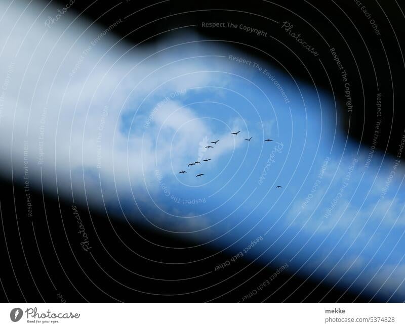 On the flight to the weekend Cranes Migratory birds bird migration Sky Flying Flock of birds Flight of the birds Formation flying Freedom Wild animal Bird