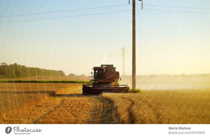 Combine harvesting grain on golden wheat field summer. Harvester working in wheatfield at sunset. Harvest ripe rye. Agriculture combine harvester organic bio