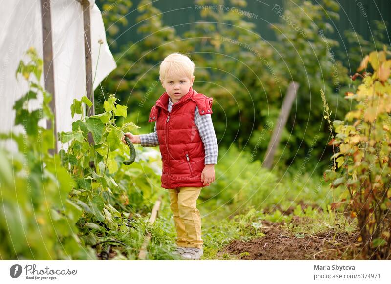 Small child collecting cucumbers from raised beds in vegetable garden. Preschool-age boy helps his family during harvest in garden. Children spend their summer holidays in village.