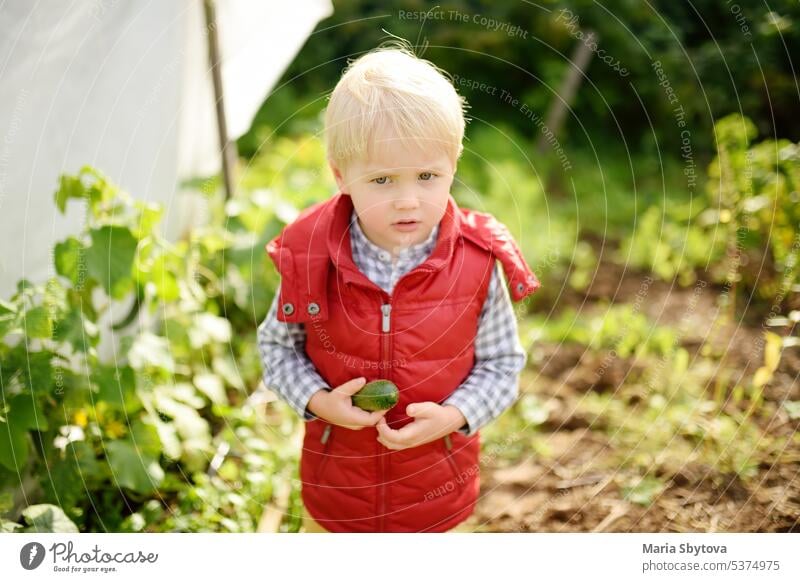 Little child collecting cucumbers from beds in vegetable garden. Preschool age boy helps his family during harvest in garden. Children spend their summer holidays in village.