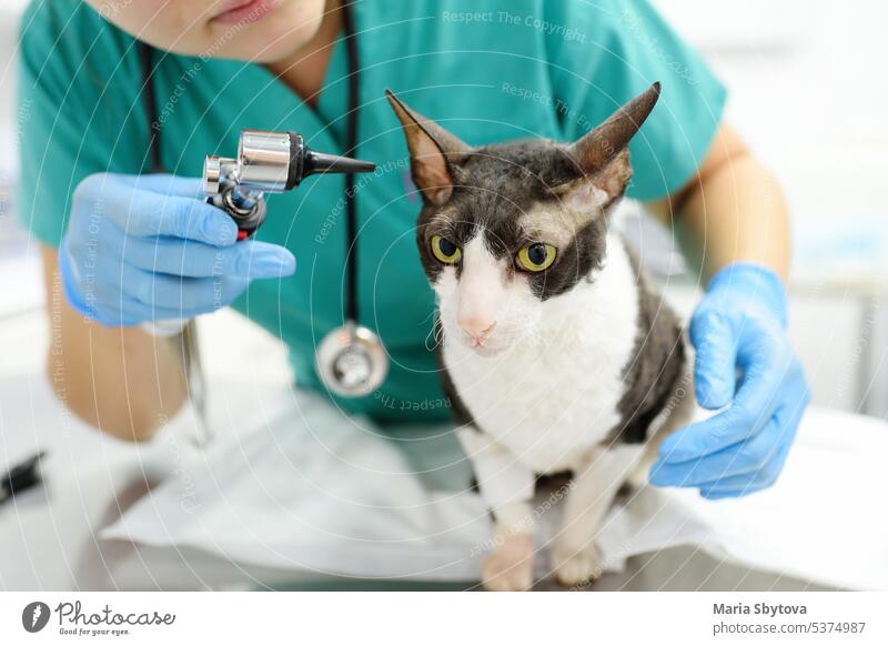 Veterinarian doctor checking the ears of cat of the breed Cornish Rex with otoscope in veterinary clinic. Health of pet. Care animal. Pet checkup, tests and vaccination in vet office.