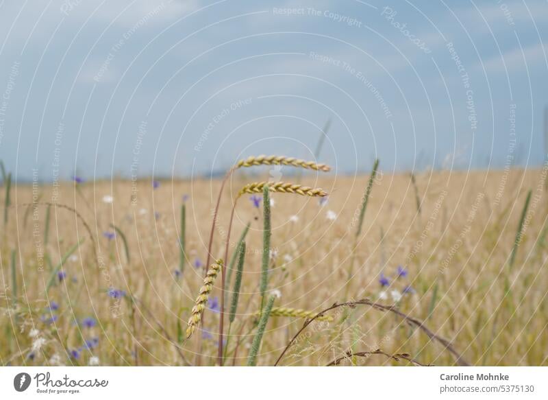 Ears of corn, colorful flowers in the background Ear of corn plants Field Nature Plant Flowers and plants Colour photo Blossom Summer naturally Close-up