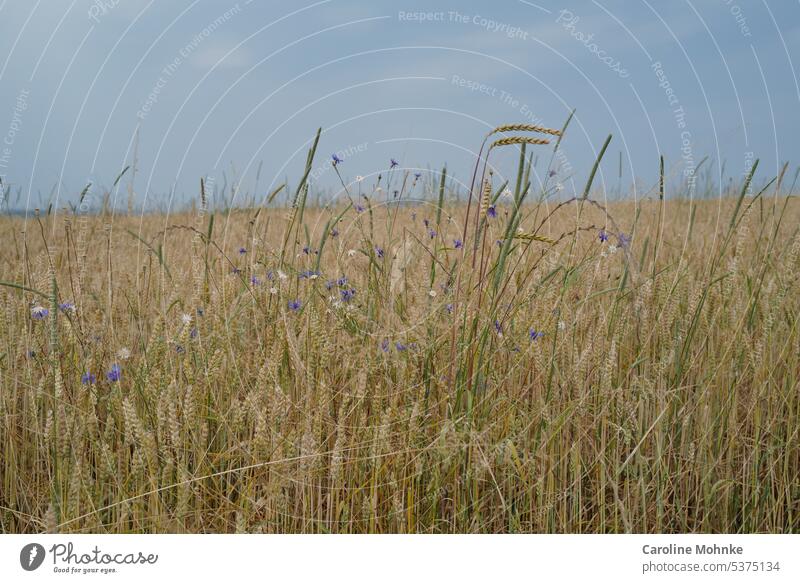 Wild flowers in cornfield Grain Cornfield Grain field Ear of corn Field Agriculture Agricultural crop Nutrition Growth Plant Summer Nature Food Deserted