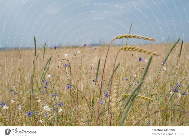 Flowers in cornfield flowers cornflowers Summer Nature Plant Meadow Blossoming Wild plant naturally Exterior shot Colour photo Environment pretty wild flowers