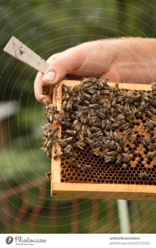 Beekeeper holds honeycomb with honey bees and spatula in hand Beehive beekeeping Honey-comb beeswax Insect Bee-keeper Nature Honey bee naturally Food Colony