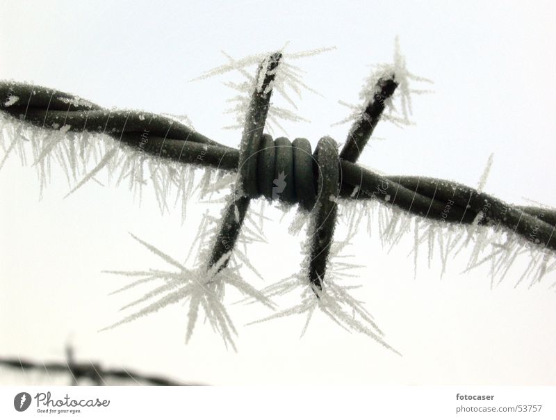 Barbed wire in winter Frozen Cold Winter Ice