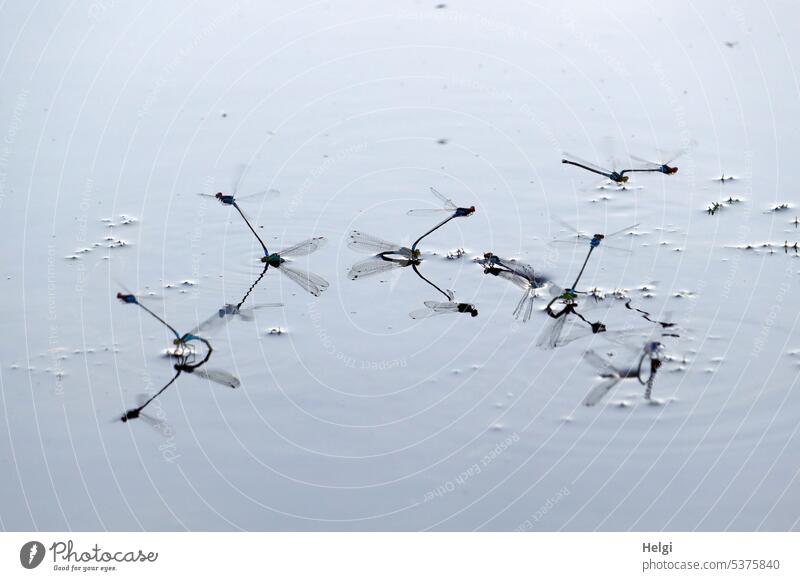 Dragonflies laying eggs in garden pond Dragonfly Damselfly Narrow-winged damselfly Mating Eiablage Tandem position Summer Water Pond Garden pond Sunlight Many